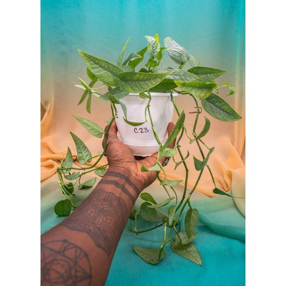 Cebu Blue Pothos 4.5" US Seller Potted RARE - Picture 1 of 1